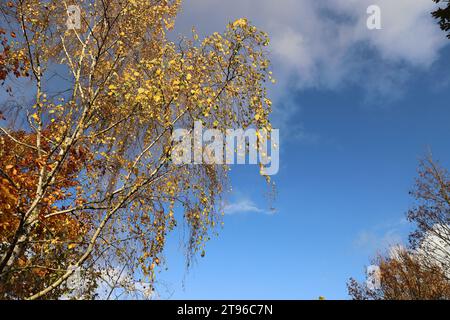 Teilbetrachtung der Baumkrone einer Birke, deren Blätter Gelbgold in der Sonne vor blauem Himmel scheinen, Kopierraum Stockfoto