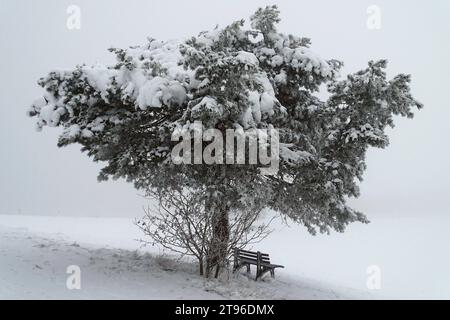 Oberirsen Themenfoto: Winter, Schnee, Eis, 22.11.2023 eine schneebedeckte Bank steht unter einem schneebedeckten Baum Themenfoto: Winter, Schnee, Eis, 22.11.2023 *** Oberirsen Themenfoto Winter, Schnee, Eis, 22 11 2023 Eine schneebedeckte Bank steht unter einem schneebedeckten Baum Themenfoto Winter, Schnee, Eis, 22 11 2023 Copyright: XAugstx/xEibner-Pressefotox EP jat Credit: Imago/Alamy Live News Stockfoto