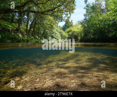 Wilder Fluss unter Bäumen Laub mit Forellenfischen unter Wasser, geteilter Blick über und unter Wasser, Naturlandschaft, Spanien, Galicien Stockfoto