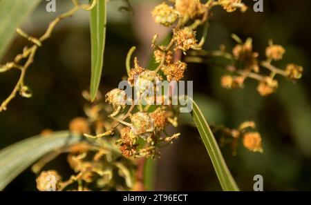 Die sterbenden Blüten der australischen Zig-Zag-Wattle (Acacia macradenia) im Garten Queenslands, bevor sich Flechtsamen-Schoten bilden. Empfindliche, zerbrechliche Kugeln. Stockfoto