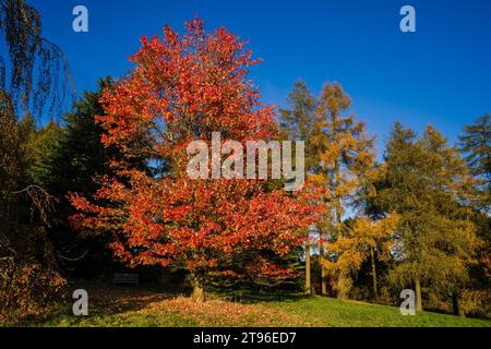 Sonnendurchfluteter Baum mit goldenen Blättern hebt sich von den umliegenden Bäumen im Wald ab. Stockfoto