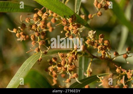 Die sterbenden Blüten der australischen Zig-Zag-Wattle (Acacia macradenia) im Garten Queenslands, bevor sich Flechtsamen-Schoten bilden. Empfindliche, zerbrechliche Kugeln. Stockfoto