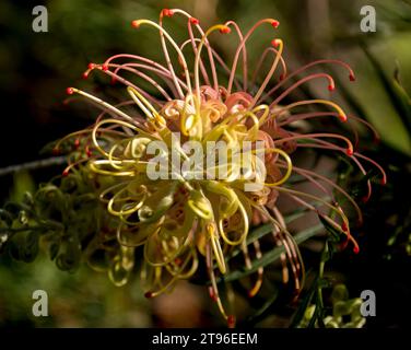 Einzelne Blume der einheimischen australischen Hybrid-Grevillea, Loopy Lou. Im Frühling blühen gelb und rosa im Garten von Queensland. Stockfoto