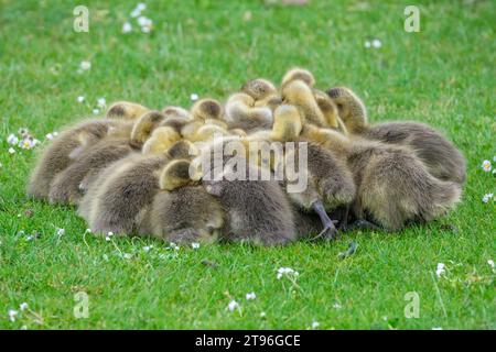 Kanadische Gänse, Branta canadensis, Kanadische Gänse, junge Gänse in Ruhe im Spätherbst/Frühsommer Stockfoto