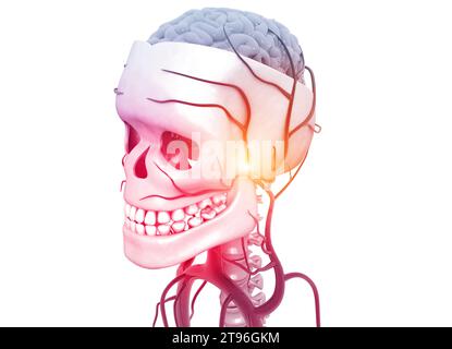 Die menschliche Kopfanatomie auf medizinischem Hintergrund. 3D-Abbildung Stockfoto