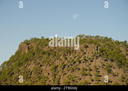 Wald der Kanarischen Insel Pine Pinus canariensis im Ojeda Berg und Vollmond. Integrales Naturschutzgebiet von Inagua. Gran Canaria. Kanarische Inseln. Stockfoto