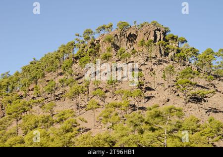 Wald der Kanarischen Insel Pine Pinus canariensis im Ojeda Mountain. Integrales Naturschutzgebiet von Inagua. Gran Canaria. Kanarische Inseln. Spanien. Stockfoto