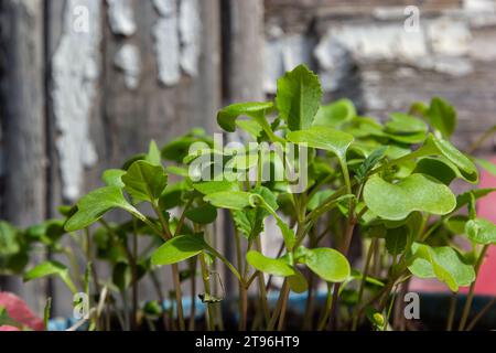 Pfeffern Sie die Sämlinge auf der Fensterbank. Selektiver Fokus. Natur. Stockfoto