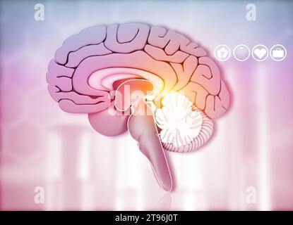 Querschnitt des menschlichen Gehirns auf medizinischem Hintergrund. 3D-Illustration Stockfoto