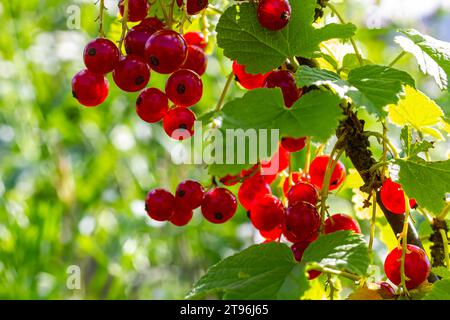 Rote Johannisbeeren wachsen im sonnigen Garten. Rote Johannisbeeren Plantage im Sommerfeld. Rote Johannisbeerbeeren im sonnigen Garten. Stockfoto