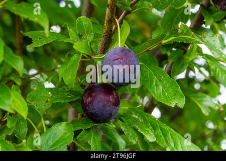 Reife Pflaumen auf grünen Zweigen im Garten. Ein paar frische saftige runde rote Pflaumenbeeren mit Blättern auf einem Baumzweig unter dem weichen Sonnenlicht. Reife Pflaumen Stockfoto