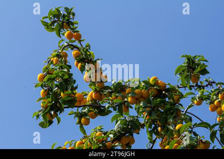 Reife Pflaumen auf grünen Zweigen im Garten. Ein paar frische saftige runde rote Pflaumenbeeren mit Blättern auf einem Baumzweig unter dem weichen Sonnenlicht. Reife Pflaumen Stockfoto