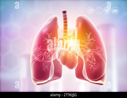 Lungen, Herzanatomie. 3D-Abbildung Stockfoto