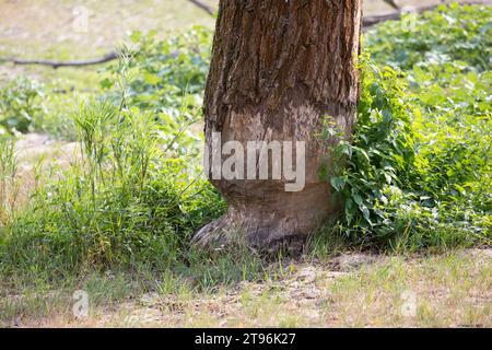 Biber, Europäischer Biber, Fraßspur vom Biber, Biber hat Baum angenagt, Castor fiber, Biber, Europäischer Biber, Castor d´Europe Stockfoto