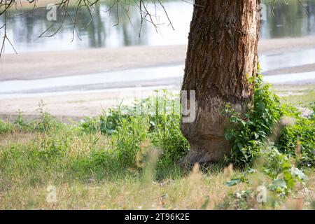 Biber, Europäischer Biber, Fraßspur vom Biber, Biber hat Baum angenagt, Castor fiber, Biber, Europäischer Biber, Castor d´Europe Stockfoto