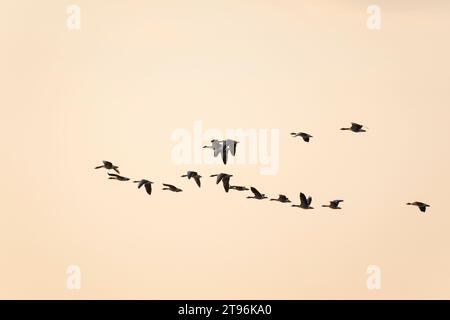 Graugans, Flug, fliegend, Formationsflug, Formationsflug, Formation, Trupp, Schwarm, Gruppe, Grau-Gans, Gans, Graugänse, Gänse, Anser Anser, Greylag Goose, Graulau Go Stockfoto