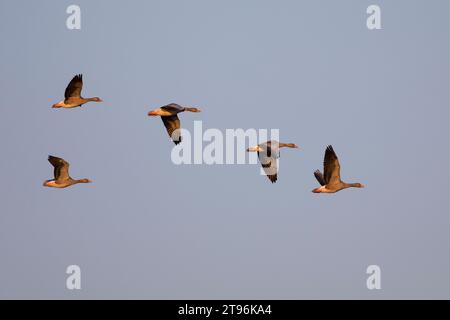 Graugans, Flug, fliegend, Formationsflug, Formationsflug, Formation, Trupp, Schwarm, Gruppe, Grau-Gans, Gans, Graugänse, Gänse, Anser Anser, Greylag Goose, Graulau Go Stockfoto