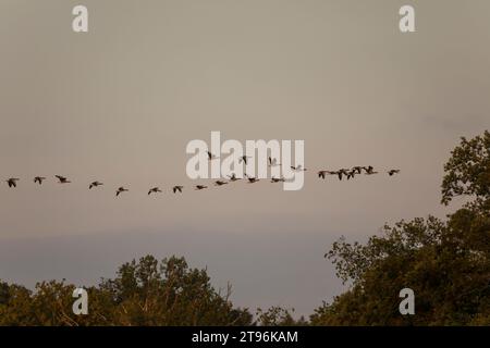 Graugans, Flug, fliegend, Formationsflug, Formationsflug, Formation, Trupp, Schwarm, Gruppe, Grau-Gans, Gans, Graugänse, Gänse, Anser Anser, Greylag Goose, Graulau Go Stockfoto