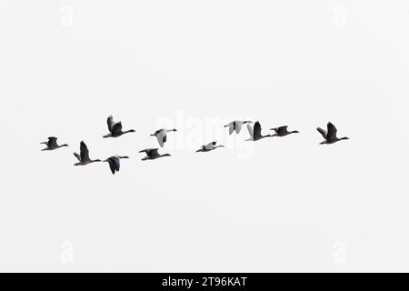 Graugans, Flug, fliegend, Formationsflug, Formationsflug, Formation, Trupp, Schwarm, Gruppe, Grau-Gans, Gans, Graugänse, Gänse, Anser Anser, Greylag Goose, Graulau Go Stockfoto