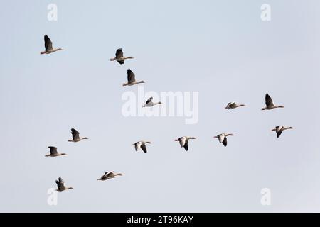 Graugans, Flug, fliegend, Formationsflug, Formationsflug, Formation, Trupp, Schwarm, Gruppe, Grau-Gans, Gans, Graugänse, Gänse, Anser Anser, Greylag Goose, Graulau Go Stockfoto