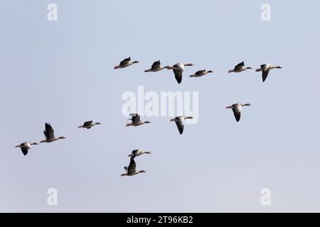 Graugans, Flug, fliegend, Formationsflug, Formationsflug, Formation, Trupp, Schwarm, Gruppe, Grau-Gans, Gans, Graugänse, Gänse, Anser Anser, Greylag Goose, Graulau Go Stockfoto