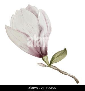 Aquarellfarbe Magnolienblume isoliert auf weißem Hintergrund. Vintage-Blume in rosa und weißen Farben für die Gestaltung von Karten und Einladungen zu Hochzeiten und Stockfoto