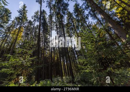 Kiefernwald, Weitwinkelblick nach oben an Sommertagen Stockfoto