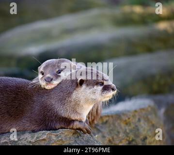 Asiatische Otter Mit Kleinen Klauen Stockfoto