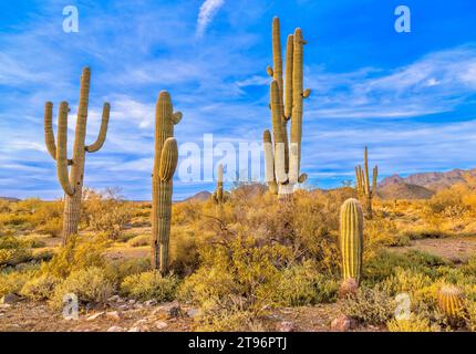 Saguaro Cactus in der Sonora-Wüste, in der Nähe von Phoenix, Arizona, USA Stockfoto