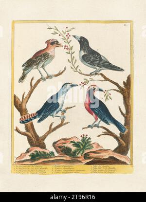 Illustration des Vintage-Vogels. Vogelkunst aus dem 18. Jahrhundert. 1780 Stockfoto