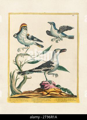 Illustration des Vintage-Vogels. Vogelkunst aus dem 18. Jahrhundert. 1780 Stockfoto