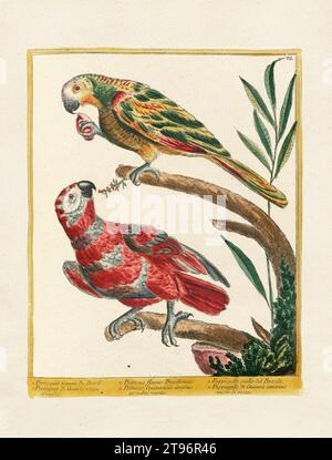 Illustration des Vintage-Vogels. Vogelkunst aus dem 18. Jahrhundert. Der Papagei. Ca. 1780 Stockfoto