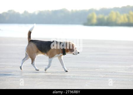 Der alte Beagle-Hund läuft im Sommer im Park Stockfoto