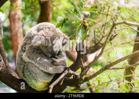 Koala-Bär schläft an einem Tag in Australien auf dem Baum Stockfoto