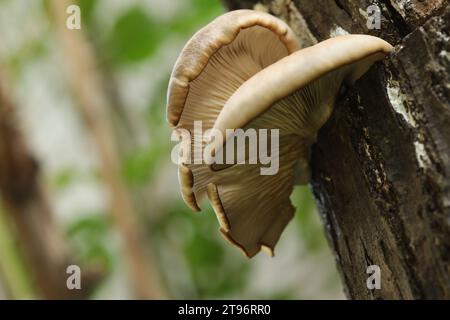 Austernpilze auf dem Baumstamm im Herbstgarten Stockfoto