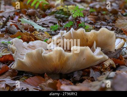 Trichtergetrübte (Clitocybe nebularis), die in Mischwaldstreu wächst, Kinharvie, Dumfries, SW Schottland Stockfoto