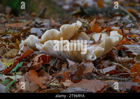 Trichtergetrübte (Clitocybe nebularis), die in Mischwaldstreu wächst, Kinharvie, Dumfries, SW Schottland Stockfoto