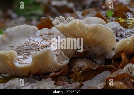 Trichtergetrübte (Clitocybe nebularis), die in Mischwaldstreu wächst, Kinharvie, Dumfries, SW Schottland Stockfoto