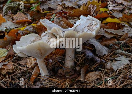 Trichtergetrübte (Clitocybe nebularis), die in Mischwaldstreu wächst, Kinharvie, Dumfries, SW Schottland Stockfoto