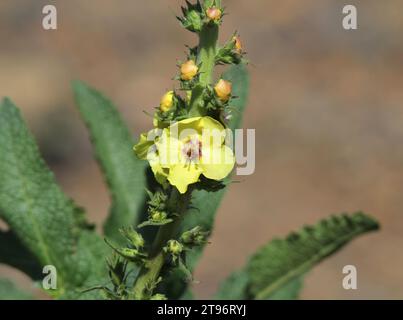 Gelbe Blüte auf einer Twiggy-Maulein-Pflanze (Verbascum virgatum) Stockfoto