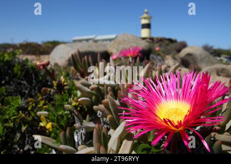 Wilde Blumen mit einem Leuchtturm in der Ferne. Stockfoto