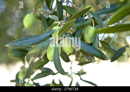 Reife grüne Oliven hängen an Ästen mit grünen Blättern im Obstgarten Stockfoto