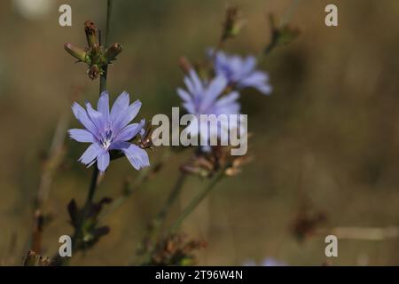 Muster blauer Zichorienblüten auf der Wiese Stockfoto