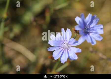 Muster blauer Zichorienblüten auf der Wiese Stockfoto