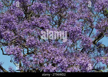 Eine Masse lila Blumen auf einem Jacarandabaum im Garten Stockfoto