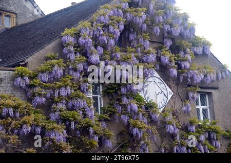 Die Wisteria bedeckten Wände um die Sonnenuhr in Levens Hall & Gardens, Kendal, Lake District National Park, Cumbria, England, Großbritannien. Stockfoto