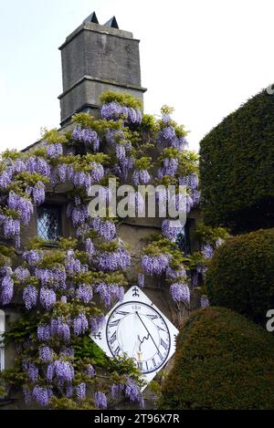 Die Wisteria bedeckten Wände um die Sonnenuhr in Levens Hall & Gardens, Kendal, Lake District National Park, Cumbria, England, Großbritannien. Stockfoto