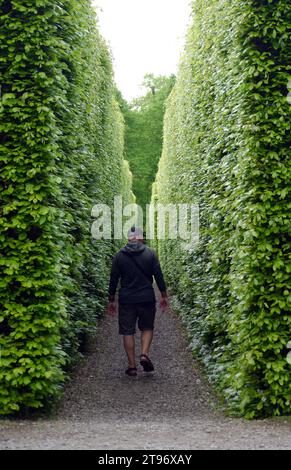 Man Walking on Path durch hohe Hecken in Levens Hall & Gardens, Kendal, Lake District National Park, Cumbria, England, Großbritannien. Stockfoto