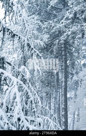 Schneebedeckte Bäume im Winter. Stockfoto