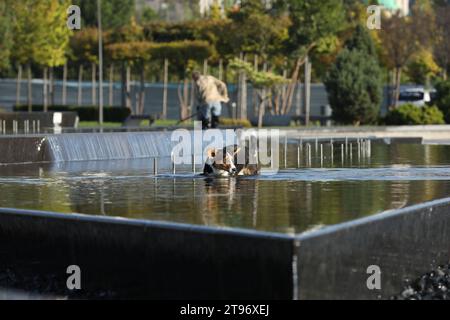 Walisischer Corgi-Cardigan, der in einem Brunnen im Park spaziert Stockfoto